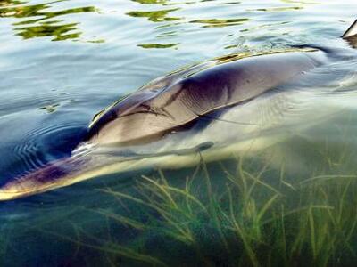 Νεκρές 12 θαλάσσιες χελώνες και ένα δελφ...