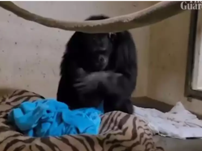 Η στιγμή που μαμά - χιμπατζής αγκαλιάζει...