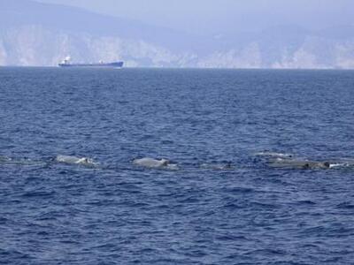 Δυτική Πελοπόννησος και Ιόνιο: Η ελληνικ...