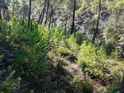 Δυτ. Ελλάδα:Χασισοφυτείες …χρυσορυχεία -...