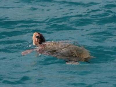 Πρέβεζα: Κι άλλη νεκρή χελώνα στο Μονολίθι 