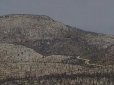 Επιστρέφει το δάσος στην Πάρνηθα