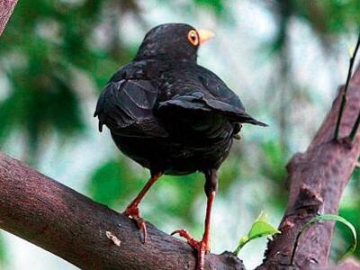 Η ζωή στην πόλη ξεκουρδίζει το ρολόι του κότσυφα