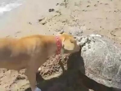 Πύργος: Σκύλος θάβει νεκρή θαλάσσια χελώ...