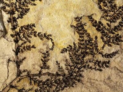  Ένα από τα πρώτα μυθικά λουλούδια της Γ...