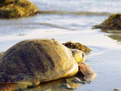 Στα νερά του Αμβρακικού επέστρεψε η χελώ...