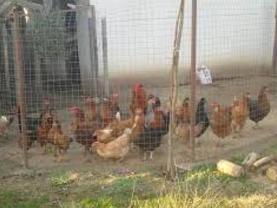 Στην Αμαλιάδα άγνωστοι δράστες ρήμαξαν κοτέτσια 