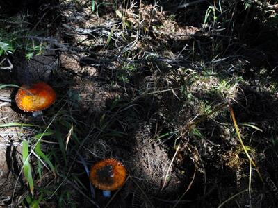 ΟΙΚΙΠΑ: Γνωριμία με τα μανιτάρια του τόπ...