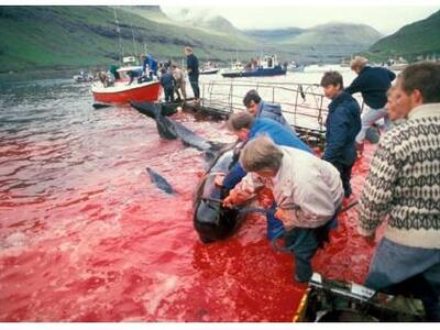 Φερόες Νήσοι:Η σφαγή των φαλαινών - πιλό...