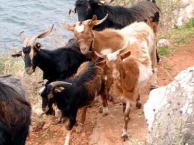 Αρκαδία: Συναγερμός για τον καταρροϊκό π...