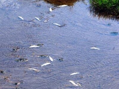 Εκατοντάδες νεκρά ψάρια βρέθηκαν στη λιμ...