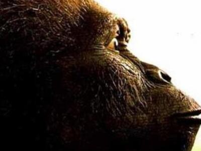 Η πέτρα εργαλείο των προγόνων μας 500.00...