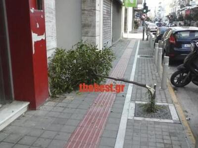 Πάτρα: Την πλήρωσε ....το δέντρο 