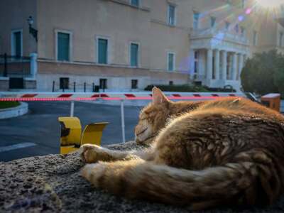 Μια γάτα έξω από τη Βουλή