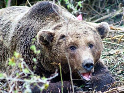 Ξύπνησαν οι αρκούδες στο Νυμφαίο της Φλώρινας 