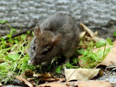 Πύργος: Το δάγκωμα ποντικού του στοίχισε τη ζωή 