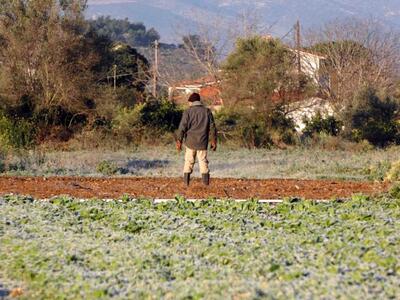 «Κάρβουνο» από τον παγετό τα κολοκύθια! 