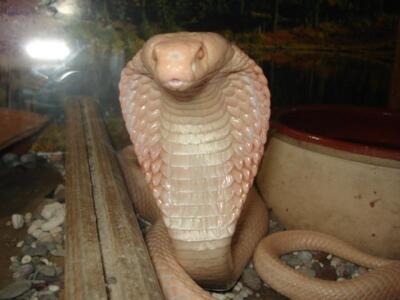 Έκθεση με ζωντανά ερπετά από όλο τον κόσ...