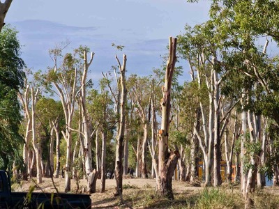 ΠΑΤΡΑ - ΔΕΙΤΕ ΦΩΤΟ: "Καθαρίζουν" τα δένδρα στην Πλαζ