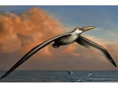 To μεγαλύτερο γνωστό πτηνό ήταν σαν μικρ...