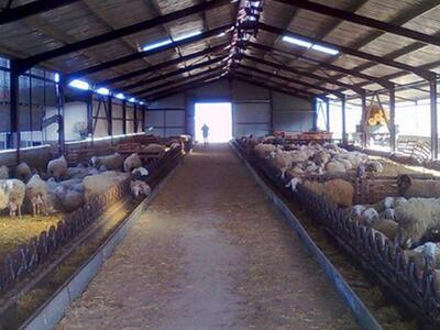 Αιτωλικό: Έκλεψαν οκτώ αρνιά από στάνη