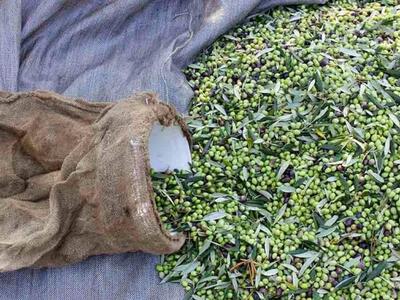 Ηλεία: Επιτήδειοι κλέβουν σακιά με ελιές...