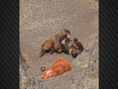 Ο μικρός πίθηκος Punch βρήκε συντροφιά- ΒΙΝΤΕΟ