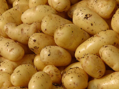 Εγκρίθηκε από την Ε.Ε. η μεταλλαγμένη πατάτα 