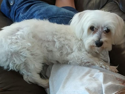 Πάτρα: Χάθηκε ο Φρέντι- Μπορείτε να βοηθήσετε;