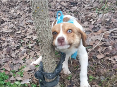 Κτηνωδία στην Καρδίτσα: Κακοποίησαν κουτ...