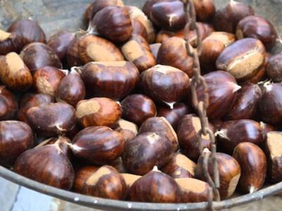 Φθινοπωρινή Γιορτή κάστανου έξω από το Αγρίνιο