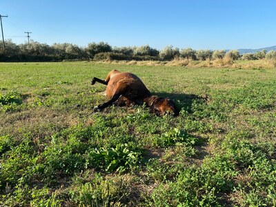 Λεπενού: Βρέθηκε και τέταρτο νεκρό άγριο άλογο