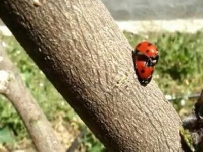 Οι πολεμιστές της φύσης την ώρα της αναπ...