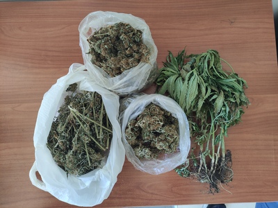 Συνελήφθη άνδρας στην Ηλεία για καλλιέργ...