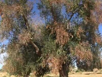 Ενημέρωση για την εξάπλωση του καταστροφ...