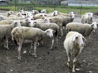 Δυτική Αχαΐα- Ευλογιά: Μετέφερε 150 αιγο...