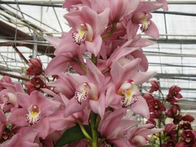 Και όμως καλλιεργούνται ορχιδέες στην Ελ...