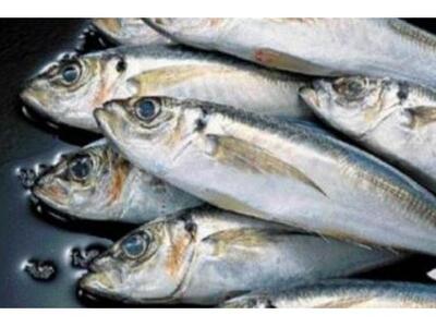 Τα ψάρια σταματούν την εκφύλιση της ωχράς