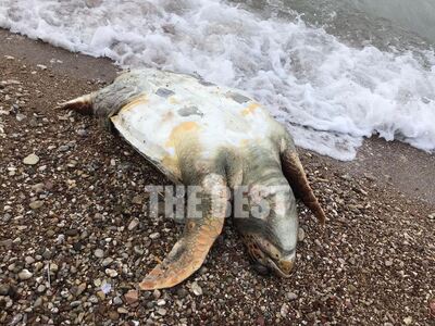 Πάτρα: Η θάλασσα ξέβρασε νεκρή χελώνα χω...