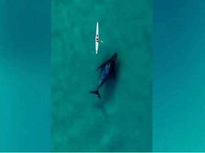 Βίντεο από drone: Περίεργη φάλαινα ακολο...