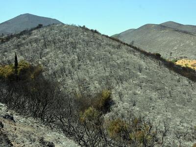Καμένα δέντρα στην περιοχή των Ορθωνιών ...