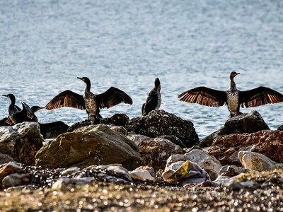 Στάση στην παραλία για εντυπωσιακούς κορμοράνους! 