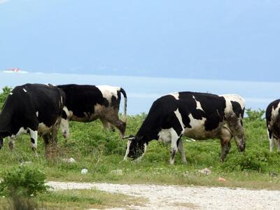 Δυτική Ελλάδα: Έκλεψαν 70 (!) αγελάδες α...