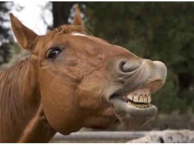 Η φοράδα ... αντέδρασε κι έστειλε ένα 6χ...