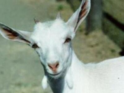 Αντάλλαξε τη γυναίκα του με μια...γίδα !