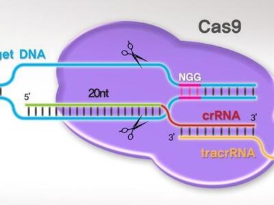 Οι 10 σημαντικότερες επιστημονικές ανακα...