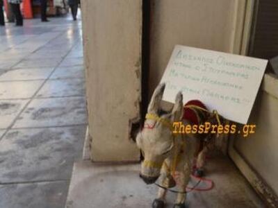 Ο γαϊδαράκος και ο... Στουρνάρας 