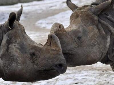 Το χειρότερο σενάριο για τους ρινόκερους...