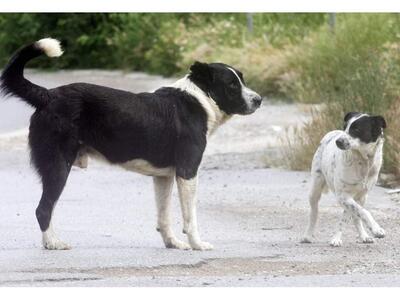 Βοήθεια από την πολιτεία ζητά ο δήμος Πα...