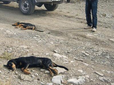 Ζάκυνθος: Συνεχίζονται οι θανατώσεις κυν...